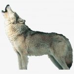 83-837230_wolf-howl-png-wolf-howling-png
